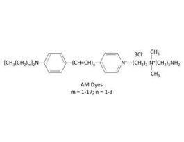 AM4-66 is a lipophilic styryl dye that has an amine group at the hydrophilic head.