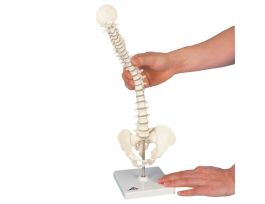 MODEL MINI VERTEBRAL COLUMN NO STAND