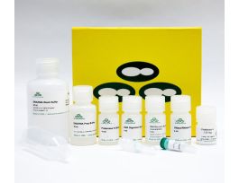 BLOOD TUBE KIT QUICK-DNA/RNA 50 PREPS