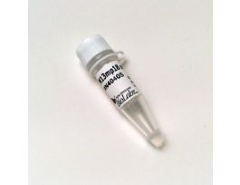 M13MP18 SINGLE-STRANDED DNA