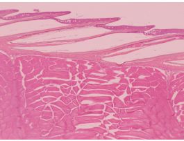 FISH SKIN (SECT) H&T SLIDE