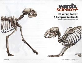 COMPARATIVE DISSECTION: CAT AND RABBIT