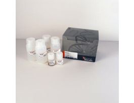 MAGNETIC MRNA ISOLATION KIT