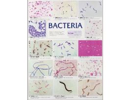 CHART WALL BACTERIA 46 CM X 61 CM