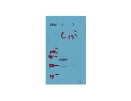 ARFGAP3 ANTIBODY 100UL