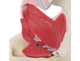 MODEL FM PELVIS W LIGAMENTS 6 PT