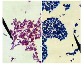BACTERIAL GRAM STAINING G-BIOSCIENCES