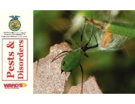 CARDS PESTS DISORDERS FLASHCARDS SET 38