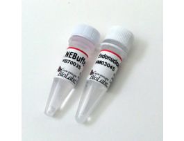 Endonuclease IV 250 units.