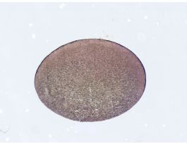FROG-UNSEGMENTED EGG (SECT) H&E SLIDE