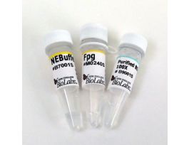 Fpg 400 units, Formamidopyrimidine (fapy)-DNA Glycosylase-DNA Repair Protein