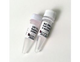 BST DNA POLYMERASE FULL 500UN