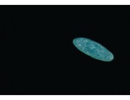 LIVE PARAMECIUM CAUDATUM 30 STUDENTS