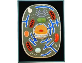 MODEL ANIMAL CELL PLAQUE