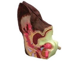 MODEL CANINE EAR 2 SIDED