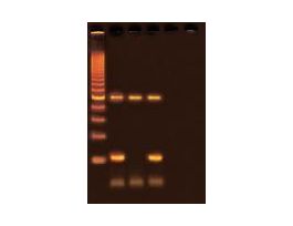 DROSOPHILIA GENOTYPING USING PCR