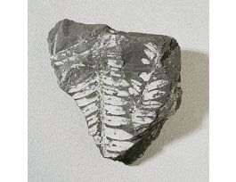FERN LEAF IMPRESSIONS FOSSIL STUDY PK/10