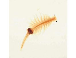 ADULT BRINE SHRIMP MAGNA/100