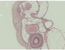 ARTERYVEIN & NERVE (CS) V&E MAMMAL