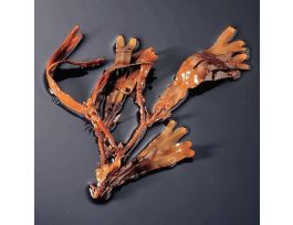 FUCUS PLANT W/ HOLDFAST PM JAR/1