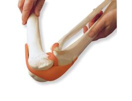 MODEL LIGAMENTARY SKELETON ROD MTD