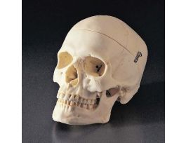 MODEL HUMAN SKULL