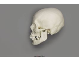 MODEL SKULL FM AFRICAN AMERICAN