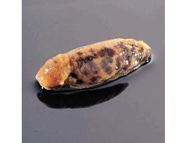 GIANT LAND SLUG (LIMAX) PM JAR/10