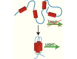 PROTEIN FOLDING STUDY G-BIOSCIENCES