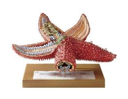 MODEL STARFISH