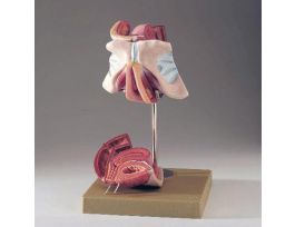 MODEL GENITAL ORGANS FEMALE