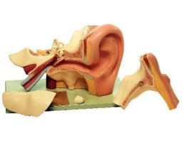 MODEL EAR 6PRT