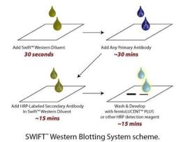 WESTERN DILUENT 125ML