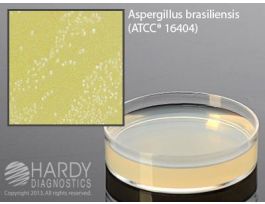 MEDIUM ORANGE SERUM AGAR PLTD 18ML PK10.