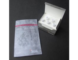 T7 QUICK HIGH YIELD RNA SYN KT