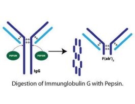 PEPSIN IMMOB 5ML RESIN F/PROD FAB FRGMT