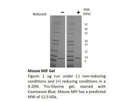 200-78AF-500UG MOUSE MIF (AF)