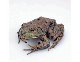 BULLFROG 5-6 EA.