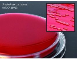 MEDIUM BLD AGR 5% 15X60MM CONT PLT PK10