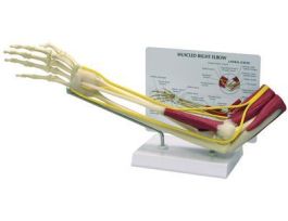 MODEL BASIC ARM MUSCULATURE