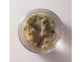 FRESHWATER SPONGE (SPONGILLA) J/10 PM