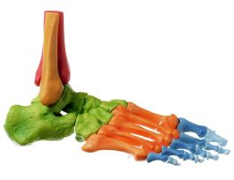 MODEL COLOR JOINTED FOOT SKELETON R-SP