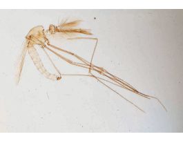 ANOPHELES-MALE (WM) SLIDE