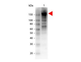 A2M ANTIBODY BIOTIN 25 UL