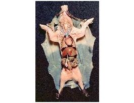 2X INJ XL 11-14 FETAL PIG VPK/1 PM