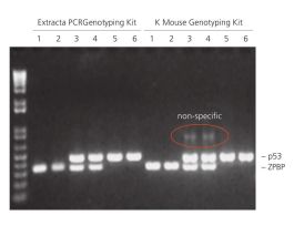 ACCUSTART II MOUSE GENOTYPING KIT 100R