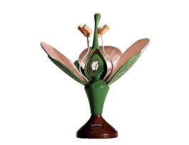 MODEL THE DICOT FLOWER