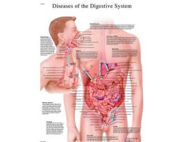 CHART DIGESTIVE DISEASE