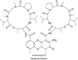 ACTINOMYCIN D APOP INDUC 10MM 50UL