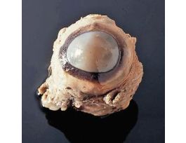 COW OR CALF EYES PAIL/50 PRESERVED